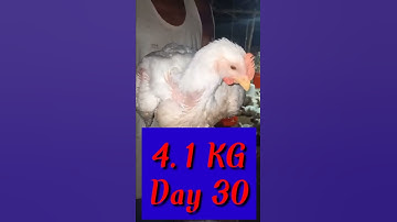Broiler || Day 30 || Weight || 4.1 Kg || In India 2021 || Poultry Farm