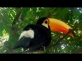 ARGENTINA: Iguazu Falls - Bird Park (2)