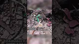 Soldier Brought Hot Coffee to his Commander 🪖 #military #shorts Soldier Brought Hot Coffee to his Commander 🪖 #military #shorts