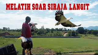 MELATIH SKILL SOAR ELANG WBSE ❗Elang laut dada putih @Defcon_Prime