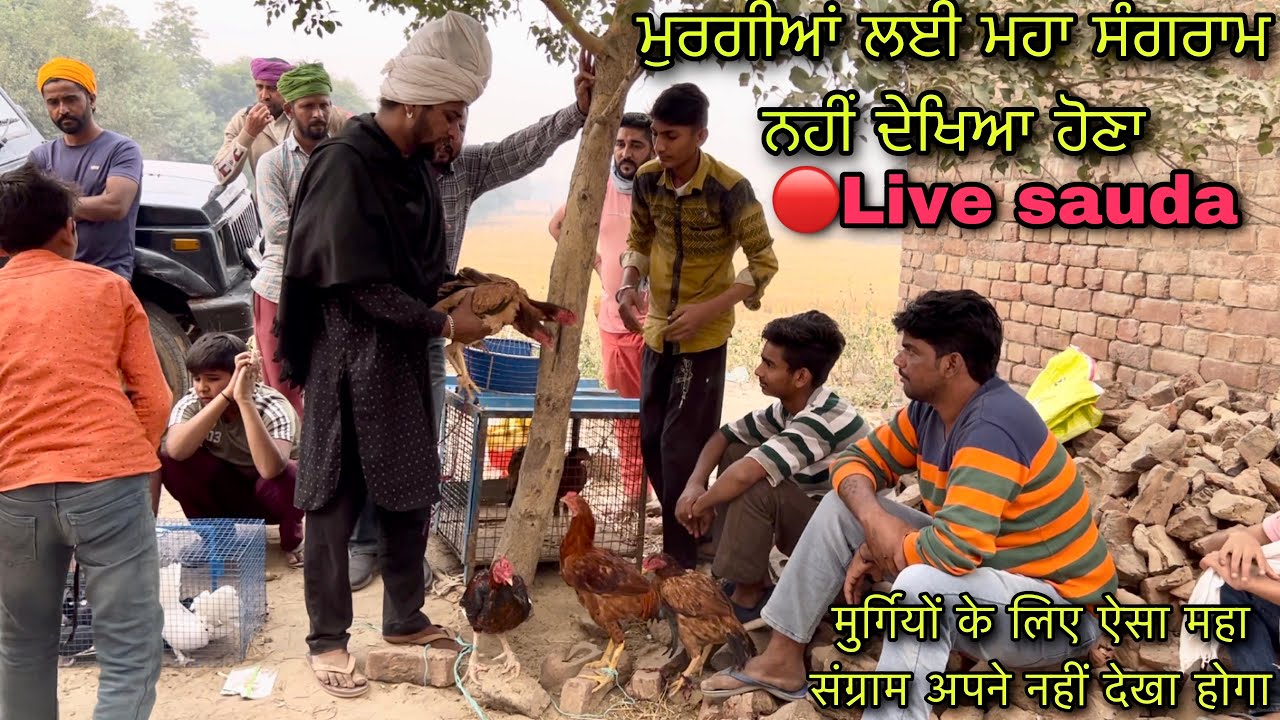 मुर्गियों के लिए ऐसा महा संग्राम अपने नहीं देखा होगा #live_sauda tungwali bakri bazar @farming baba