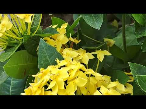 SANTAN FLOWERS AMAZING
