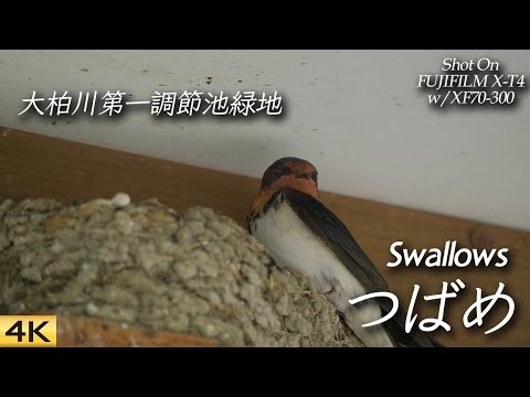 市川】大柏川第一調節池緑地でツバメを撮ってきた Went to