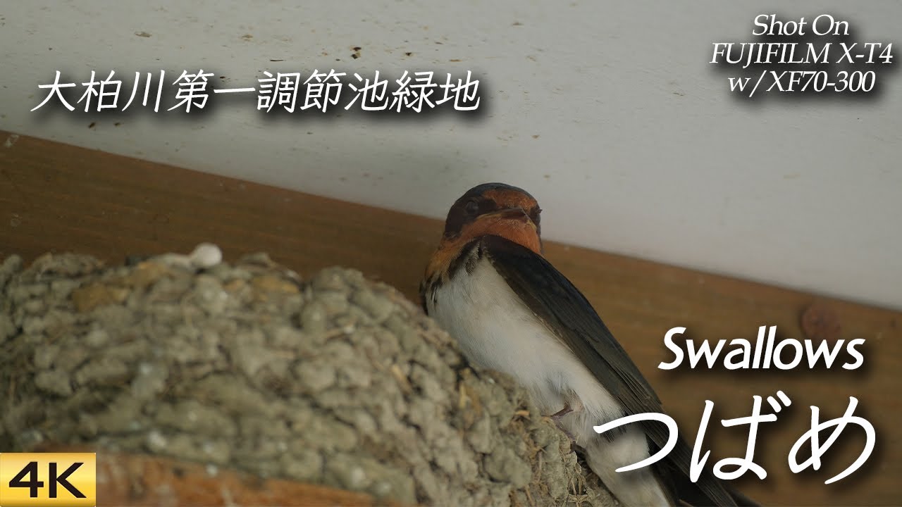 市川】大柏川第一調節池緑地でツバメを撮ってきた Went to