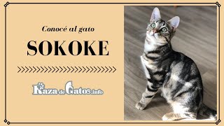 Sokoke  Breed of Cats  (English subtitles)