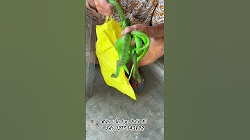 Việc nhẹ lương cao bắt rắn lục đuôi đỏ cực độc ko cần trình độ chỉ cần trời độ