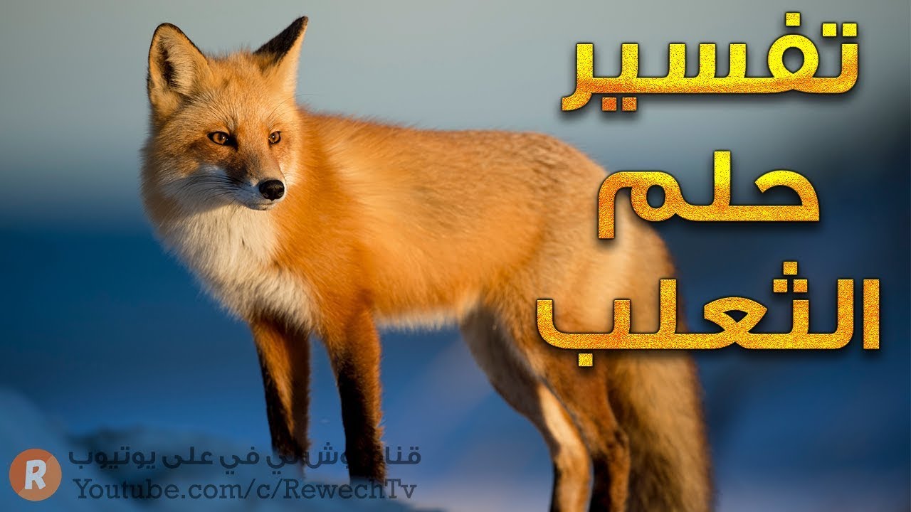 تفسير حلم الثعلب - ما معنى رؤية الثعلب في الحلم ؟ - سلسلة تفسير الأحلام