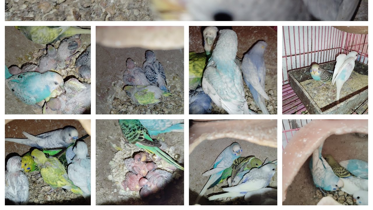 HAMARE SINGLE SINGLE KI AGE KI TEESRA CLACH A CHUKA HAI 10/11/24