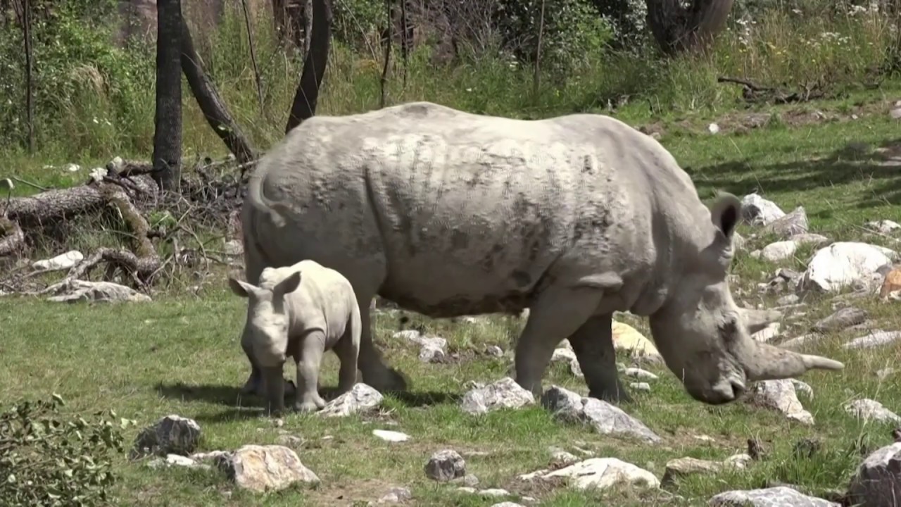 Zoo Zurich’s baby white rhino