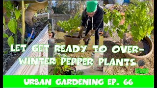 Pulling Up Peppers & Potting Up to Over-Winter || Urban Garden Ep. 66 || Steffanie's Journey by Steffanie's Journey 66 views 5 months ago 25 minutes