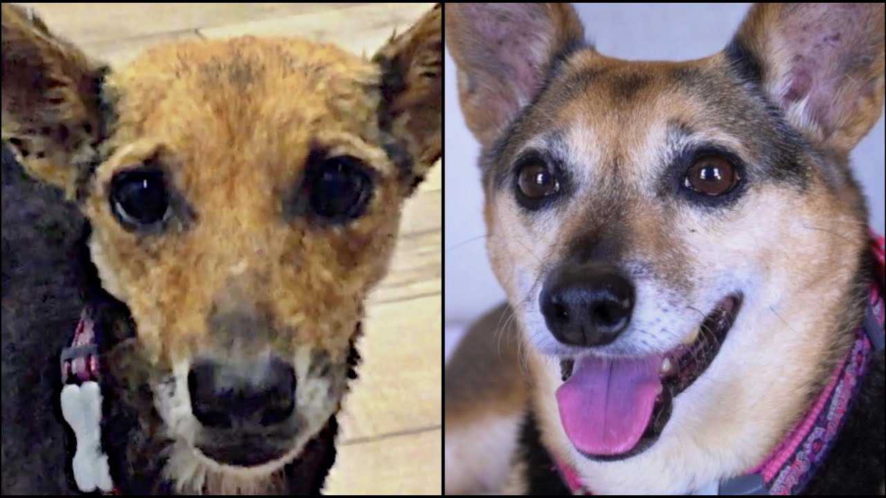Old Dog Dumped Twice - Now Living Her Best Life! - YouTube