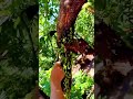 the process of clearing weeds from tree trunks #shorts