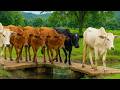 WOW AMAZING, Hundreds Of Cows Walking In Droves Towards The Pen, Cute Cow Walking Leisurely, Cow Moo