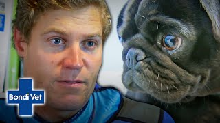 Owners Suspects Pug Ate OPEN Safety Pin! | Bondi Vet