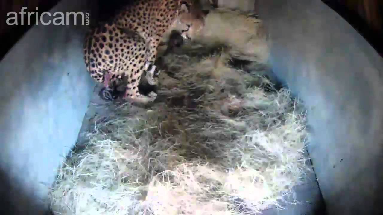 Regardez Un Rare Guepard Royal Donner Naissance A Quatre Petits