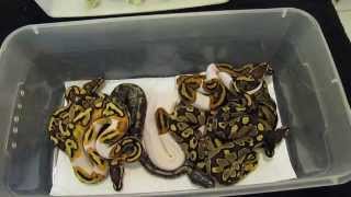 Clutch #6 Post Shed Update...9/30/15