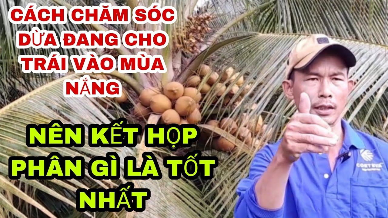 CÁCH CHĂM SỐC BÓN PHÂN DỪA ĐANG CHO TRÁI ,