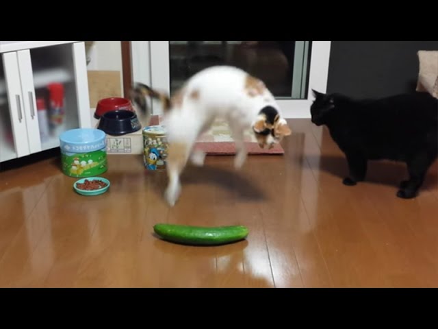 Cats Vs Cucumbers - The Best Scaredy-cat Reaction GIFs And Images To The  Ultimate Kitty Vegetable Enemy - I Can Has Cheezburger?