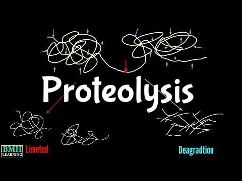 Proteolysis | Proteolytic Degradation | Zymogen Activation | Proteolytic Cleavage |