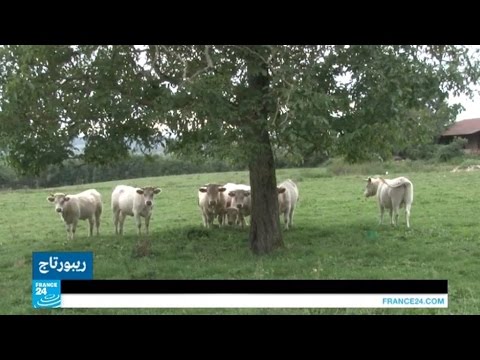 في فرنسا مسالخ تذبح الحيوانات بكل رأفة