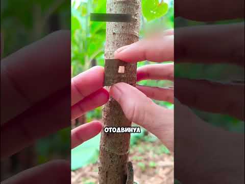 Древний китайский метод прививания плодовых #дача #сад #shorts