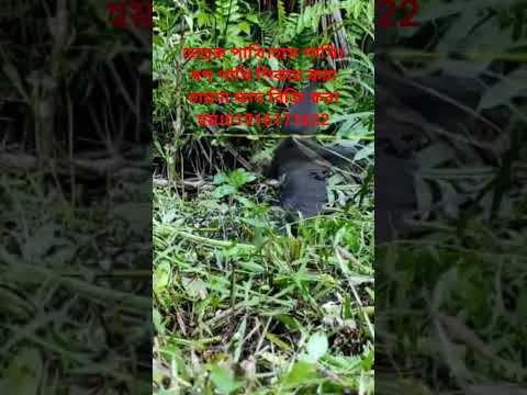dahuk dhora fad #animaltrap #birdcontrol #nature dak pakhi dhora fad