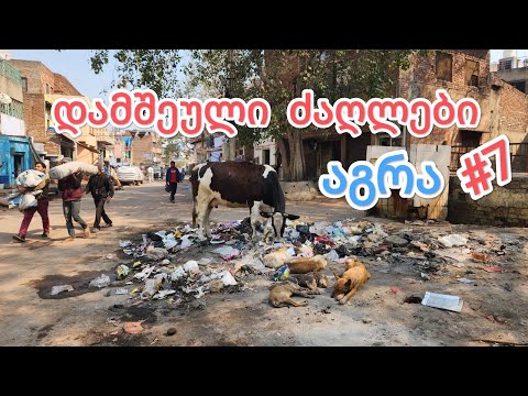 ასეთი აგრა  ჯერ არ გინახავთ. დამშეული ძაღლები, რომლებმაც ლამის შეგვჭამეს .