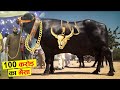 इसे कहते है गाय !  इसने अच्छे अच्छे बैलो की छुट्टी कर राखी है 10 most biggest expensive bulls in the
