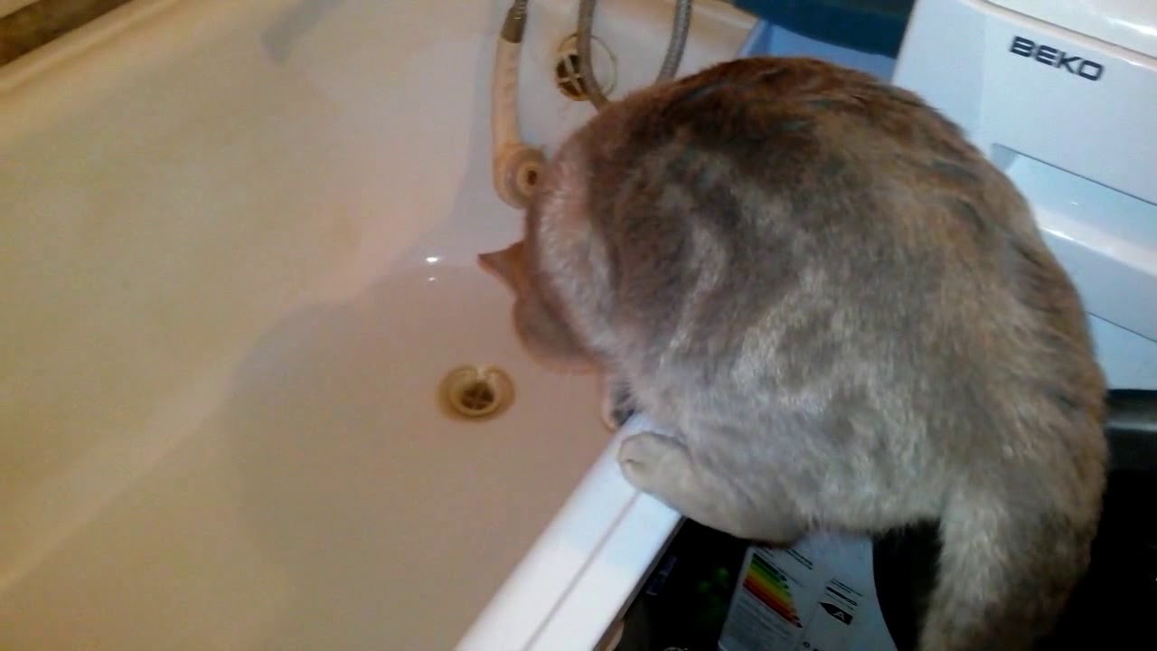 Видео матерится во время. Кот матерится в ванной. Купают говорящего кота. Кот ругается матом в ванной.