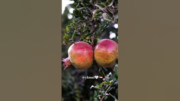 سورة الفرقان القارئ عبدالرحمن الحميداني