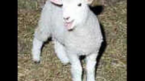 b4.Why every Calvinist should be a premillennialist