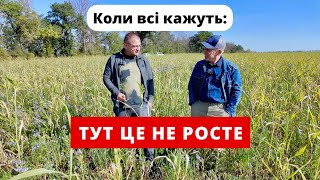 картинка: Покривні культури на Харківщині: можливо чи ні? Практика Віктора Філатова