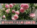 【秋バラ】たくさん咲く品種 5選🌹✨ #Short #short