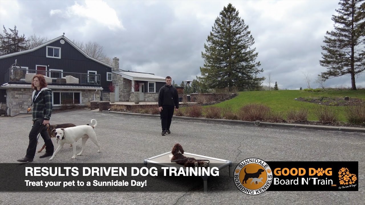 Good Dog Puppy Training Program Reddit