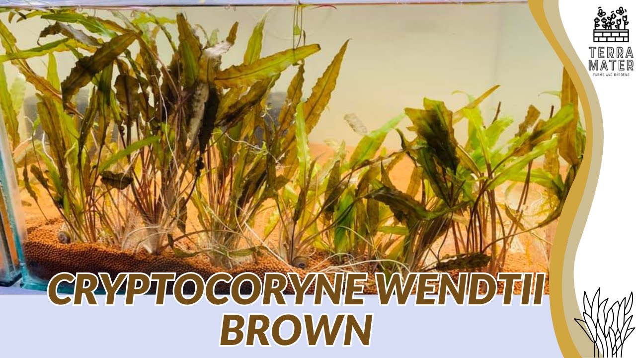 Introduction to CRYPTOCORYNE WENDTII BROWN: Aquatic Plant Profile