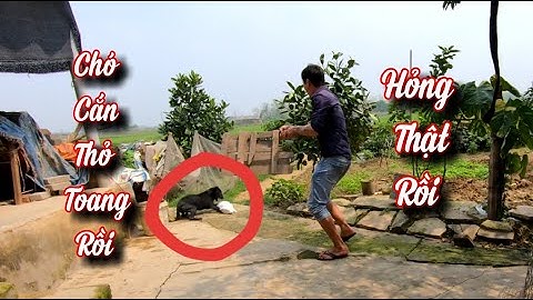 Chó Phú Quốc Bất Ngờ Tấn Công Con Thỏ Trước Mặt Bìm Bịp Trước Sự Ngỡ Ngàng Của / Quế Nghịch