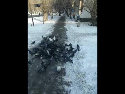 көгершін - YouTube