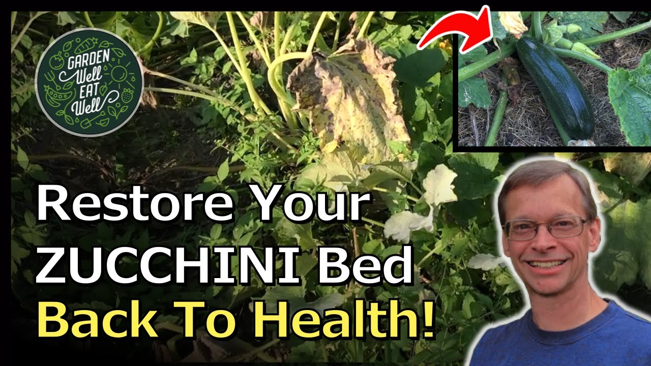 How To REVIVE Your Zucchini After Insects, Weeds & Disease! Not Just