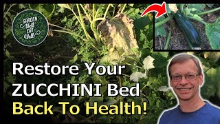 How To REVIVE Your Zucchini Plants After Insects, Weeds & Disease!