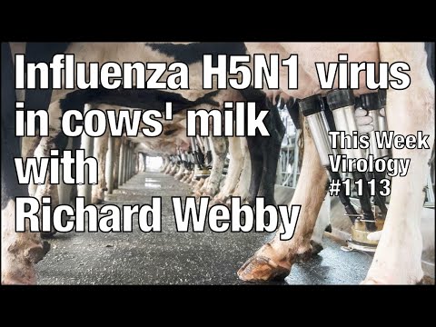 Twiv 1113: Influenza Virus H5N1 In Cows' Milk With Richard Webby