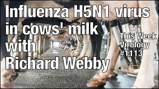 TWiV 1113: Influenza virus H5N1 in cows' milk with Richard Webby