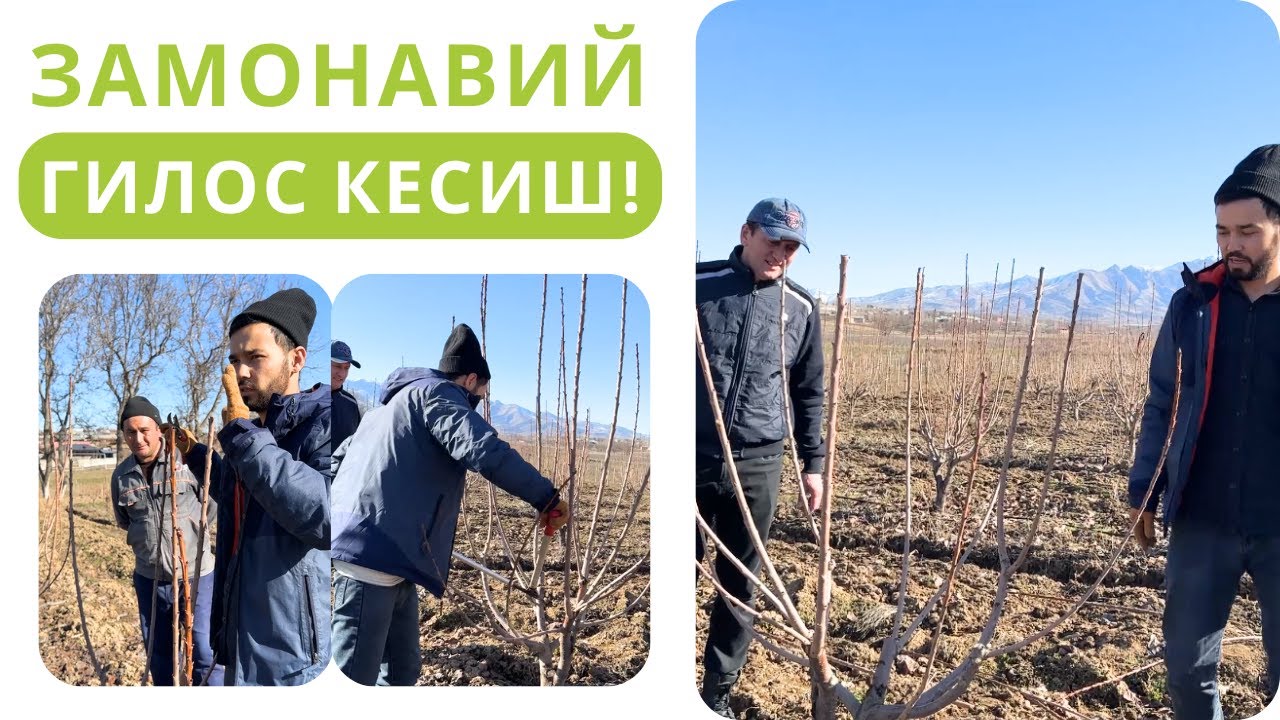 ГИЛОС ДАРАХТИГА ЗАМОНАВИЙ ШАКЛ БЕРИШ!