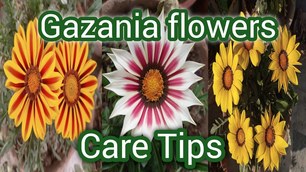 How to grow Gazania/gazania flower plant/caring tips / Flower plants