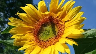 Mammoth Sunflowers. Watch them grow through the summer.