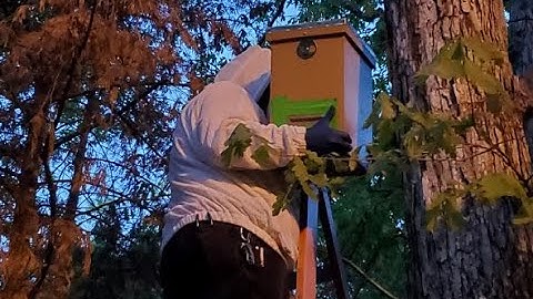 #2 Swarm Trap Catch goes into New Insulated Layens Hive