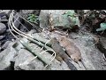 Wild man create amazing trap to catch squirrel and mouse in the jungle build primitive shelter