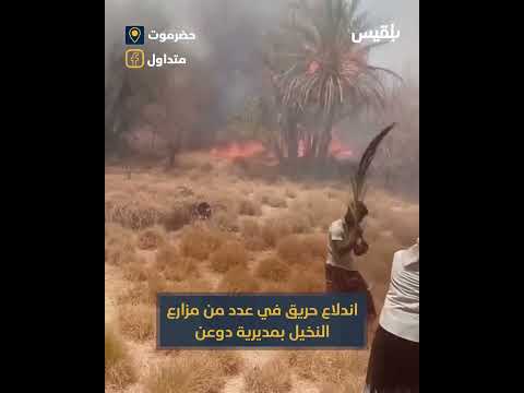 حريق يشتعل في مزارع النخيل بمديرية دوعن