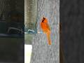 Bird Friends!