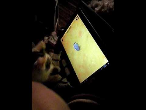Jugando sharingbox