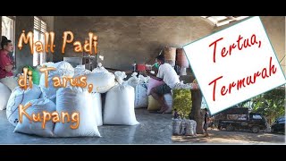 Keliling Kota Kupang Part XIV: Mengujungi Tempat Mall Padi Tertua